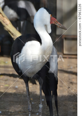 白蜥蜴（東京台東區上野動物園/上野公園） 67961226