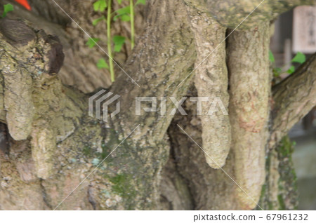 牛奶銀杏（秩父神社/ Sa玉縣秩父市Bambacho 1-1） 67961232