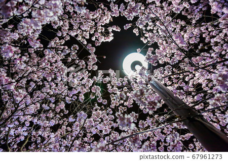 Night cherry blossoms illuminated by streetlights 67961273