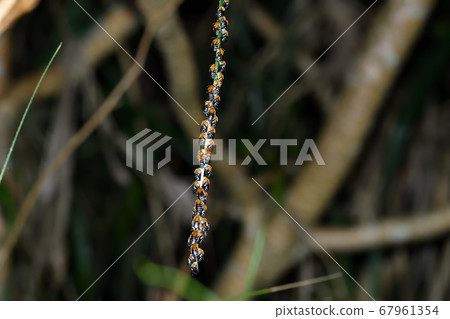 Ausujikosibuto bee sleeps on the ivy in a night group 67961354