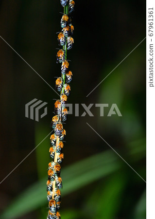 Ausujikosibuto bee sleeps on the ivy in a night group 67961361
