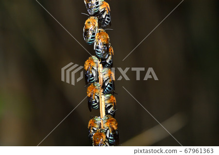 Ausujikosibuto bee sleeps on the ivy in a night group 67961363