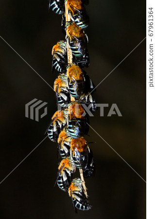 Ausujikosibuto蜜蜂在夜總會裡睡在常春藤上 Ausujikosibuto蜜蜂在夜總會裡睡在常春藤上 67961364