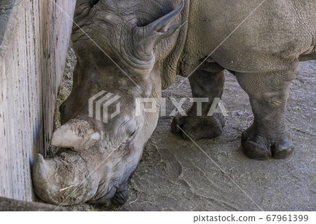 a white rhino adult foot resting in the shade 67961399