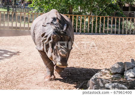 a young indian rhino eating and drinking 67961400