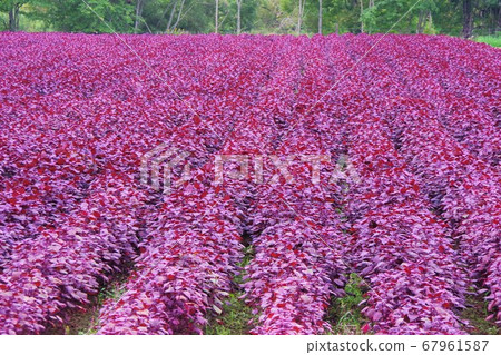 Shiso field perilla Shiso field perilla 67961587