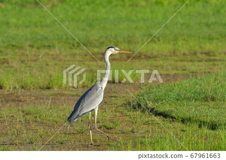 Purple Heron Purple Heron Ardea purpurea Purple Heron Purple Heron Ardea purpurea 67961663