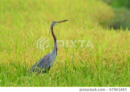 Purple Heron Purple Heron Ardea purpurea Purple Heron Purple Heron Ardea purpurea 67961665