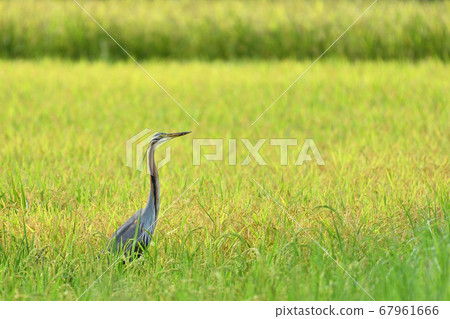 紫鷺紫鷺Ardea purpurea 紫鷺紫鷺Ardea purpurea 67961666