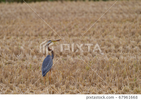 Purple Heron Purple Heron Ardea purpurea Purple Heron Purple Heron Ardea purpurea 67961668