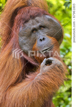Orangutan, Tanjung Puting National Park, Indonesia Orangutan, Tanjung Puting National Park, Indonesia 67961803