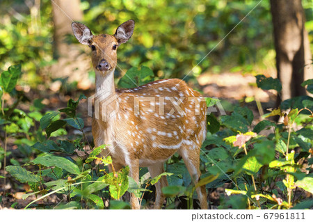 Spotted Deer, Cheetal, Royal Bardia National Park, Nepal Spotted Deer, Cheetal, Royal Bardia National Park, Nepal 67961811