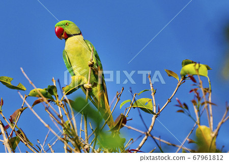 Alexandrine Parakeet, Royal Bardia National Park, Nepal 67961812