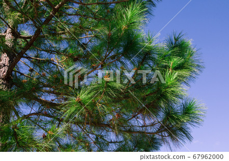 part of pine with blue sky part of pine with blue sky 67962000