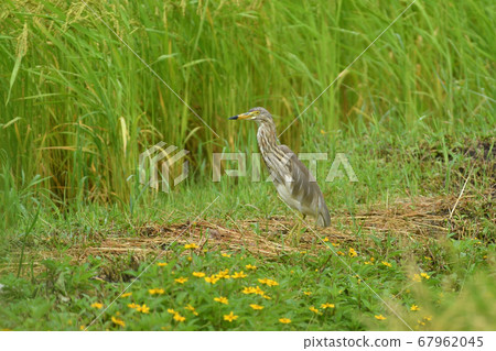 Migratory bird Red-faced Heron Fuyu feather Chinese pond heron Red-headed heron Ardeola bacchu Migratory bird Red-faced Heron Fuyu feather Chinese pond heron Red-headed heron Ardeola bacchu 67962045