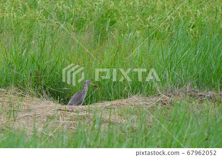 Migratory bird Red-faced Heron Fuyu feather Chinese pond heron Red-headed heron Ardeola bacchu Migratory bird Red-faced Heron Fuyu feather Chinese pond heron Red-headed heron Ardeola bacchu 67962052