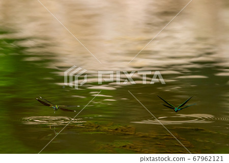 Shelly Dance 67962121