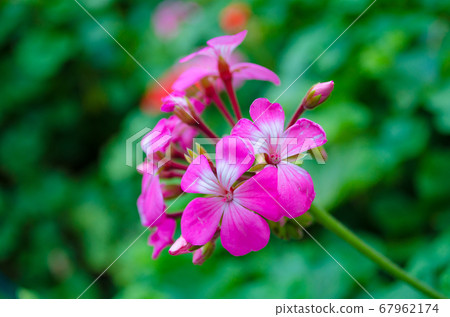 pink flower on green leaf background pink flower on green leaf background 67962174