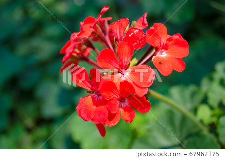 red flower on green leaf background red flower on green leaf background 67962175