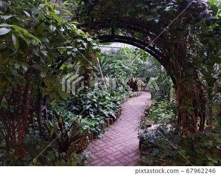 Plant attractions Plant attractions 67962246