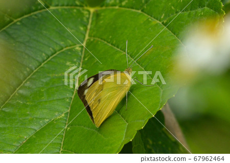 Namie White Butterfly The Lesser Albatross Shiracho Namie Appias paulina Namie White Butterfly The Lesser Albatross Shiracho Namie Appias paulina 67962464