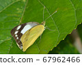 Namie White Butterfly The Lesser Albatross Shiracho Namie Appias paulina 67962466