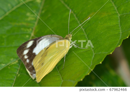 Namie White Butterfly The Lesser Albatross Shiracho Namie Appias paulina 67962466