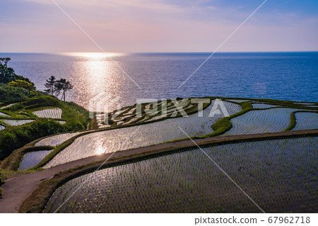 (Ishikawa Prefecture) Yuhaku, Shiromai Senmaida, which has been planted 67962718