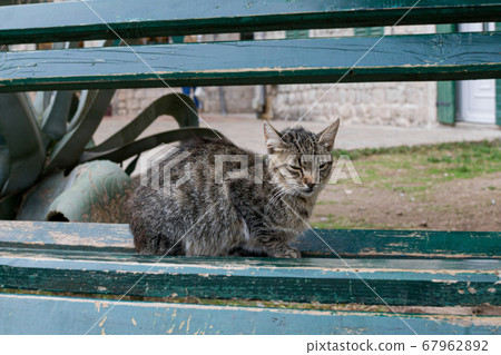 Dissatisfied street gray cat with a scornful look, lies on a bench in the town of Kotor, Montenegro Dissatisfied street gray cat with a scornful look, lies on a bench in the town of Kotor, Montenegro 67962892