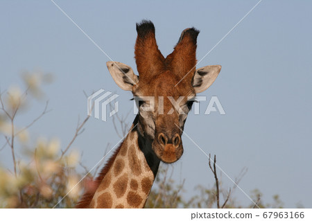 Portrait of an African giraffe. Portrait of an African giraffe. 67963166
