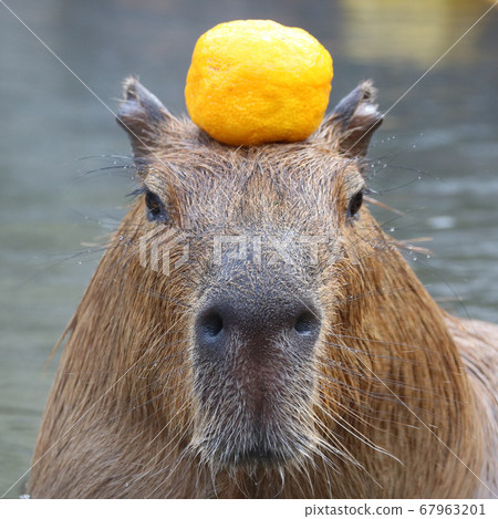 水豚在浴室裡看著頭上的柚子 照片素材 圖片 圖庫