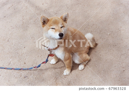 可愛的柴犬電影照片 可愛的柴犬電影照片 67963328