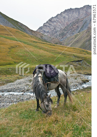 Horse gray grazing in a mountain pasture in the Horse gray grazing in a mountain pasture in the 67963571