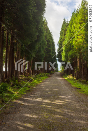 The road in the forest on the island of Terceira in Portuguese archipelago of the Azores. The road in the forest on the island of Terceira in Portuguese archipelago of the Azores. 67963865