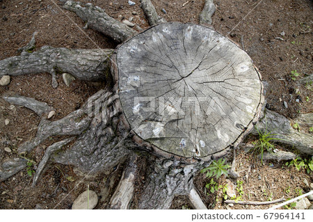 Old tree stump 67964141