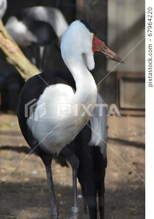 White lizard (Ueno Zoo / Ueno Park, Taito-ku, Tokyo) 67964220