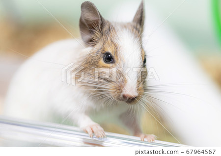 Degu 67964567