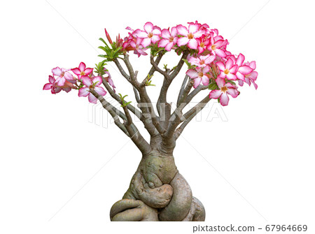 Pink flower Adenium Obesum plant with green leaves 67964669