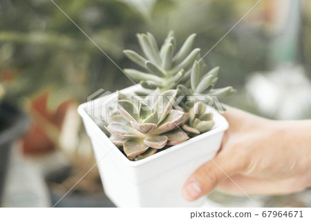 Woman hand holding fresh succulent plant in pot 67964671