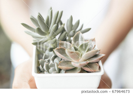 Woman hand holding fresh succulent plant in pot 67964673