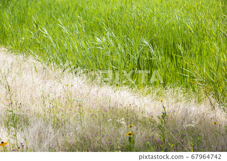 Green sprouts and withered grass 67964742