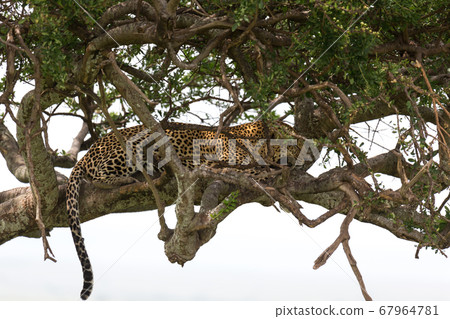 A leopard has settled comfortably between the 67964781