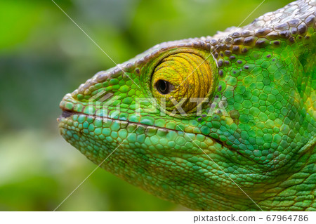 A chameleon in close-up in a national park on 67964786