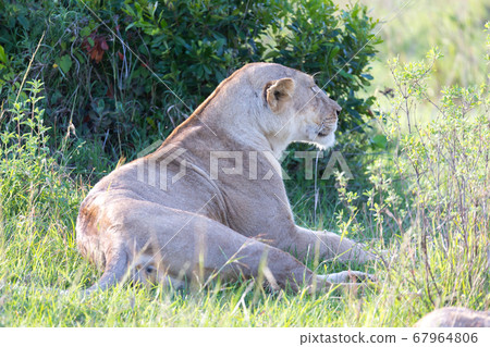 A lioness has made herself comfortable in the A lioness has made herself comfortable in the 67964806