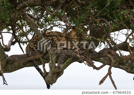 A leopard has settled comfortably between the A leopard has settled comfortably between the 67964810