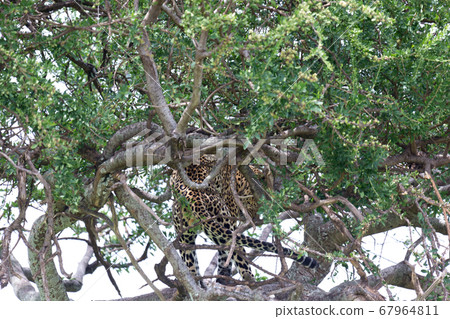 A leopard has settled comfortably between the A leopard has settled comfortably between the 67964811