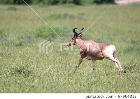 A hartebeest in the savannah of Kenya A hartebeest in the savannah of Kenya 67964812