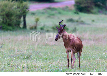 Topi antelopes are standing in the tall grass 67964820