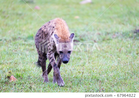 A hyena walks in the savanna in search of food 67964822