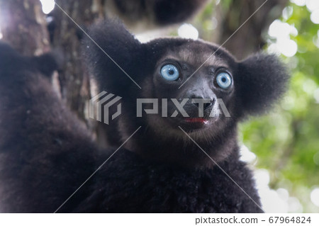 Portrait of the Indri lemurs in a rainforest in Portrait of the Indri lemurs in a rainforest in 67964824